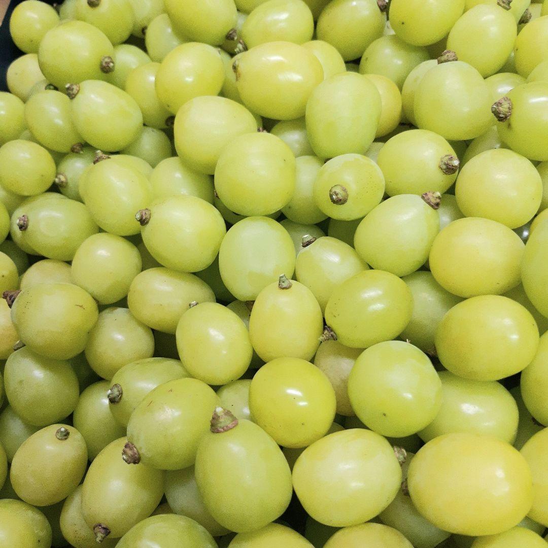 シャインマスカット大粒多め入りの、徳用11キロ入りの粒バック入りになります。