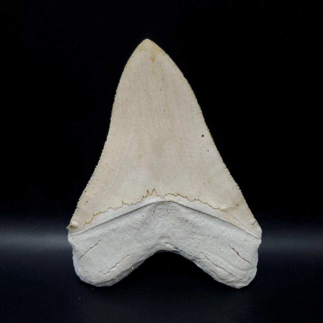 美品 メガロドン 歯 化石 レプリカ 119.96mm  mgr23