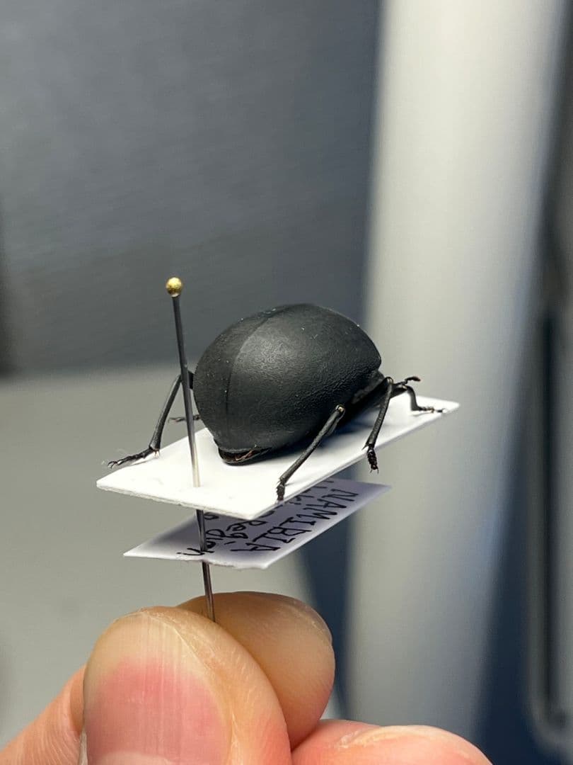 【19mm】マエガミパッツンゴミムシダマシ とんでもない甲虫 昆虫標本バケモノ