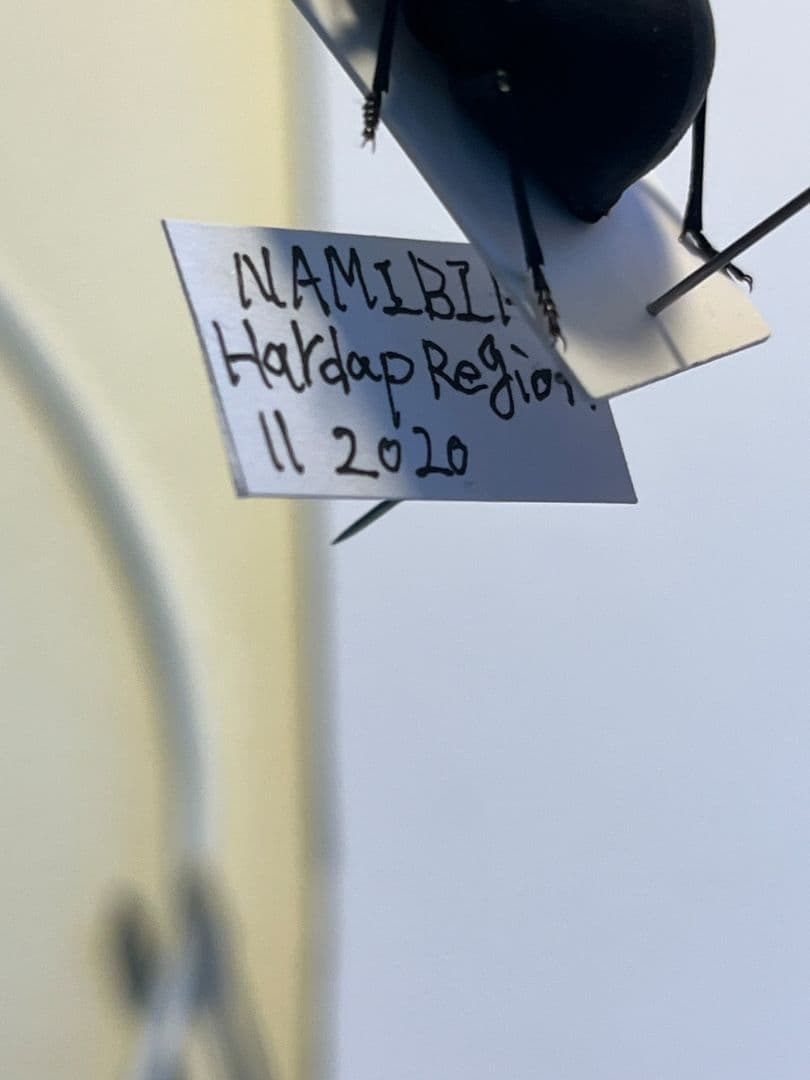 【19mm】マエガミパッツンゴミムシダマシ とんでもない甲虫 昆虫標本バケモノ