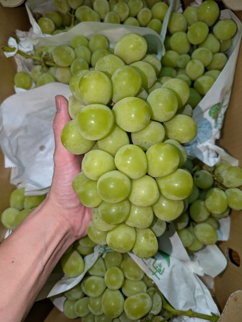 山梨県産ぶどう　シャインマスカット　7房入り　箱込み約5.6kg