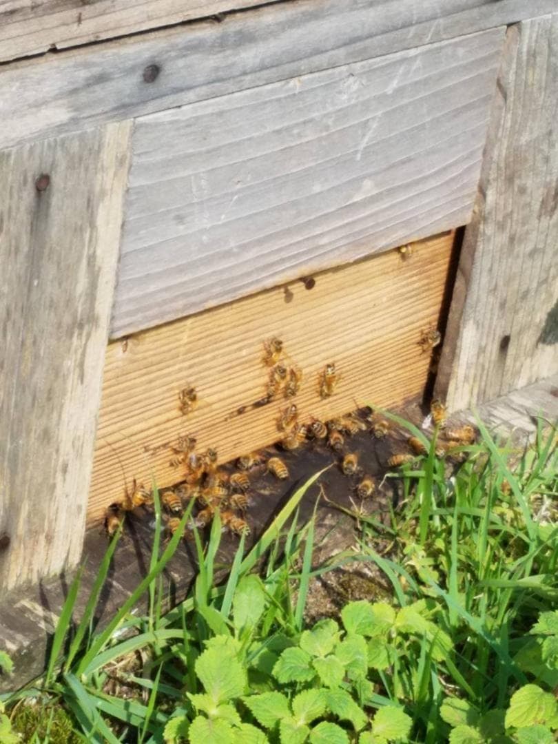 2025新蜜20kg 完熟 生蜂蜜　国産蜂蜜 純粋蜂蜜 無添加　非加熱　一斗缶