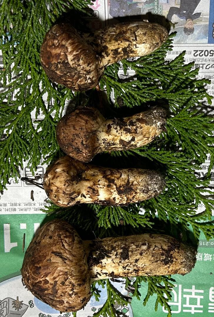 ☆信州産松茸☆今現在約125グラム☆まつたけ☆クール便送料着払い☆国産松茸☆②☆