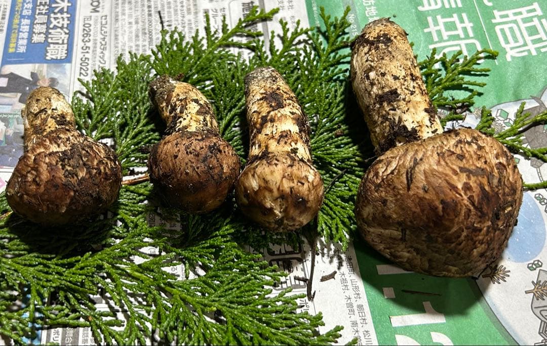 ☆信州産松茸☆今現在約125グラム☆まつたけ☆クール便送料着払い☆国産松茸☆②☆