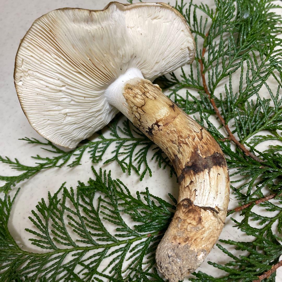 広島県産　松茸