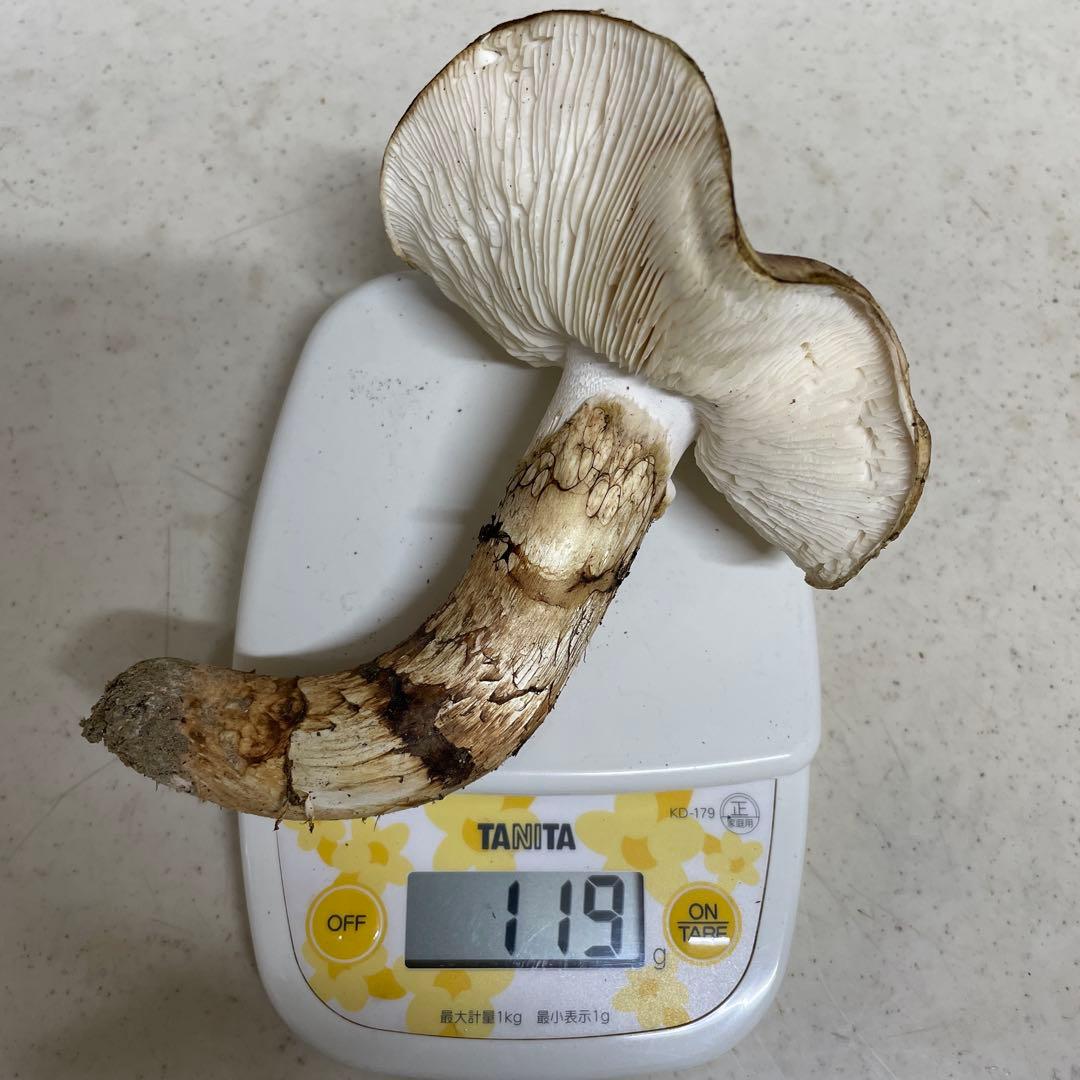 広島県産　松茸