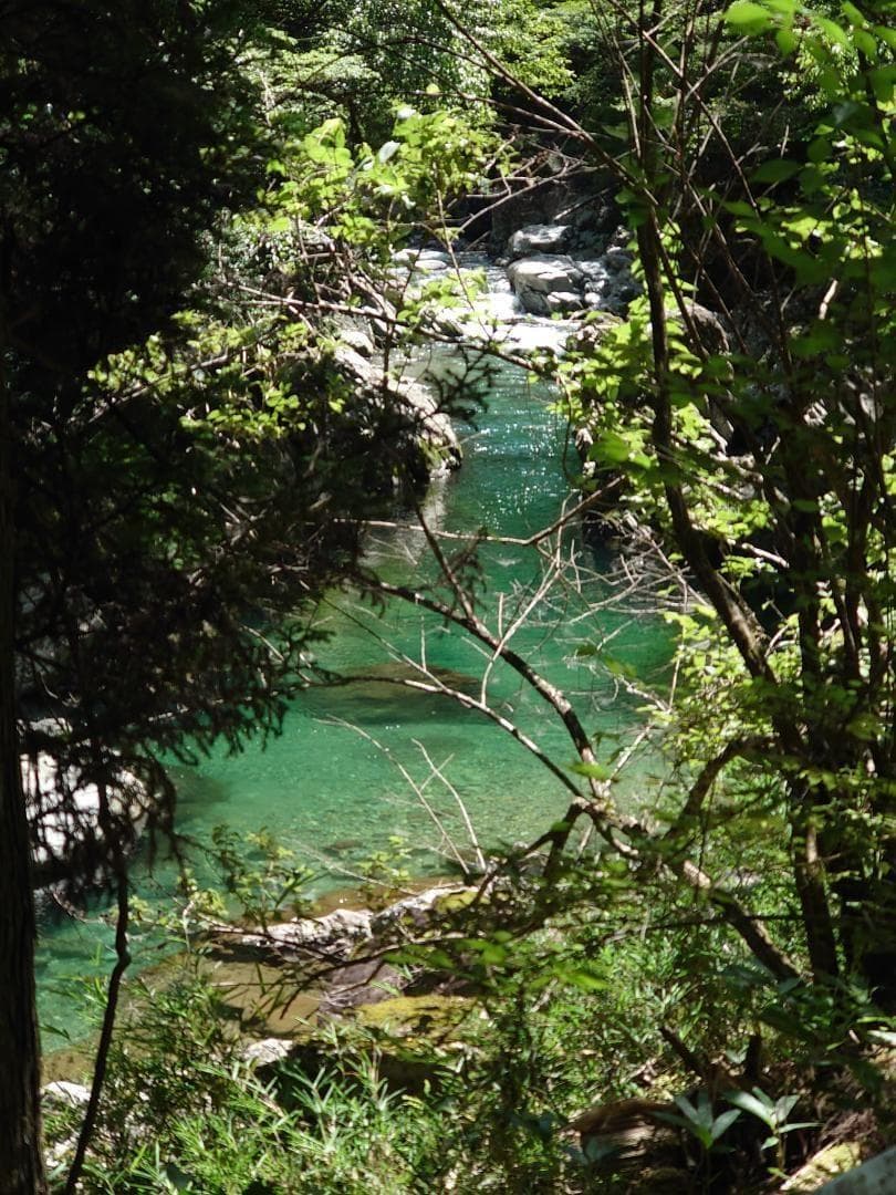 国産蜂蜜　プロが絞った百花蜜(400ｇ)×２４本入り　サービス品