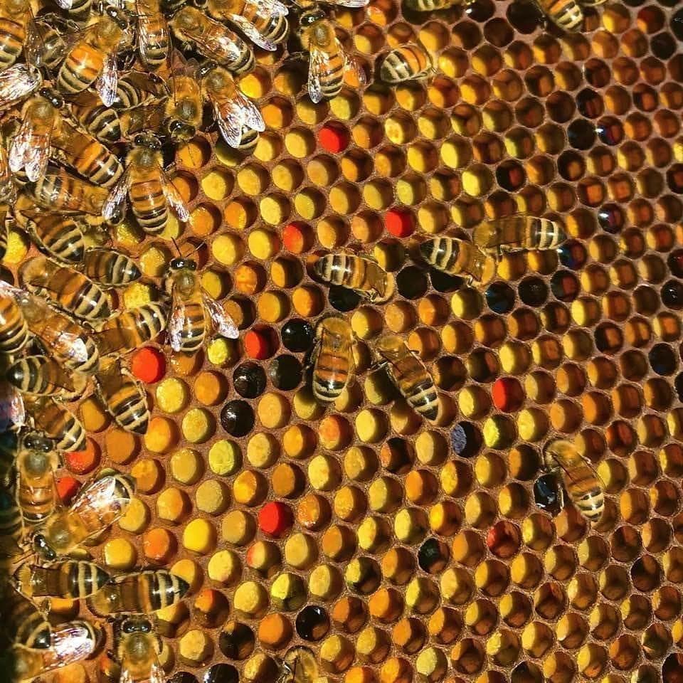 国産蜂蜜　プロが絞った百花蜜(400ｇ)×２４本入り　サービス品