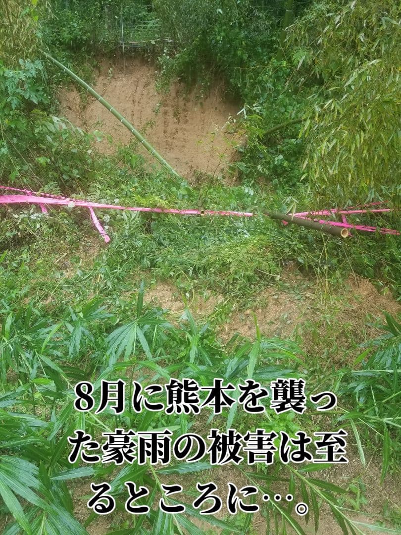 lemontree 古根生姜 5kg 農薬肥料不使用