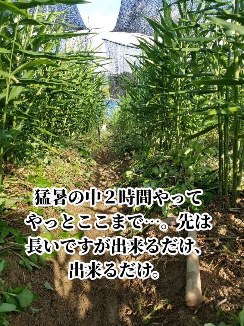 lemontree 古根生姜 5kg 農薬肥料不使用