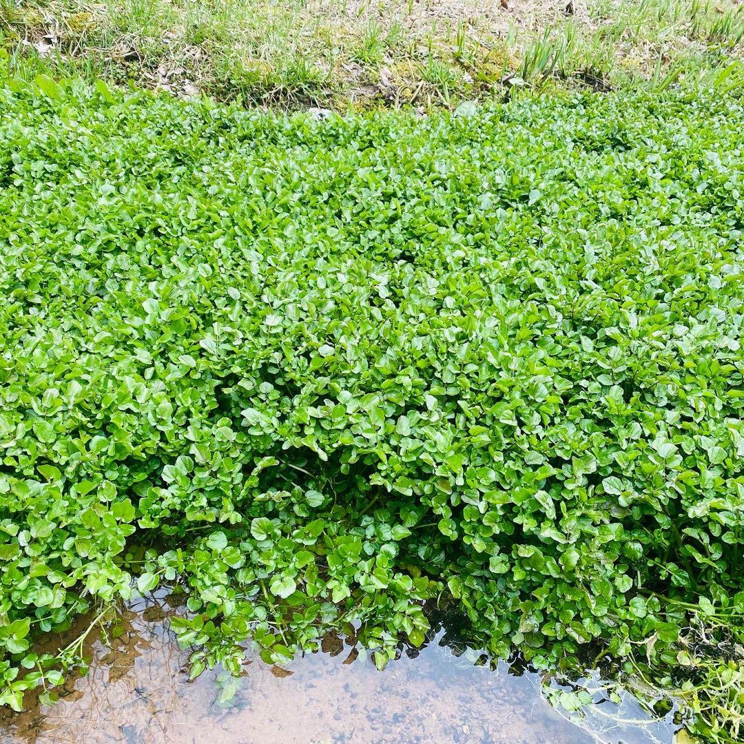 10キロ　クレソン　みかん2箱分　常温発送