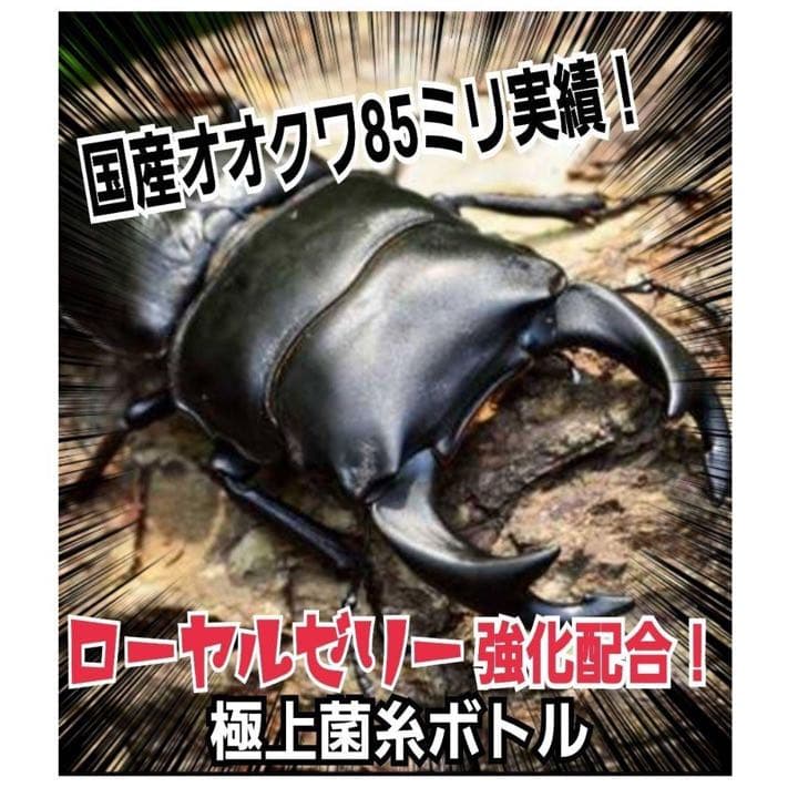 極上！ヒマラヤひらたけ菌糸瓶1500ml【7本】トレハロース、キトサン強化配合！