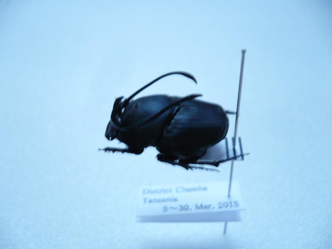 タンザニアのフンチュウ　Proagoderus gibbiramus　ペア