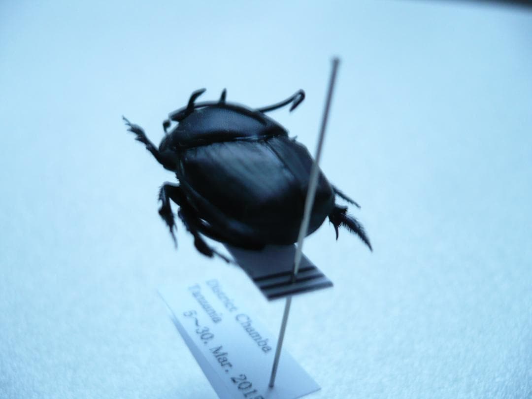 タンザニアのフンチュウ　Proagoderus gibbiramus　ペア