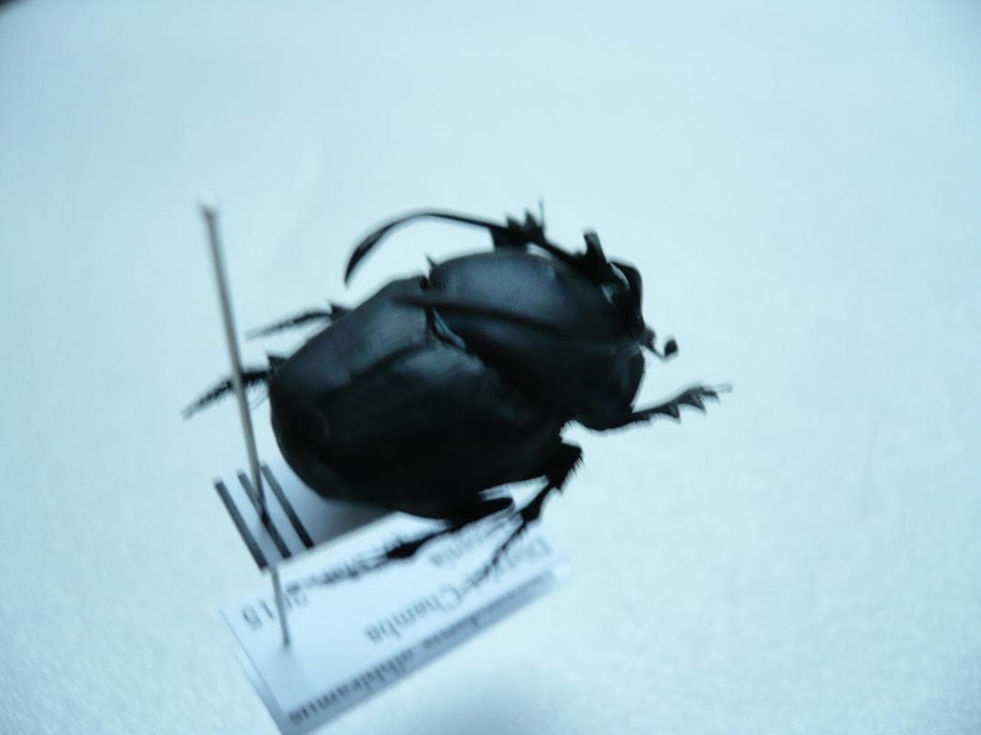 タンザニアのフンチュウ　Proagoderus gibbiramus　ペア