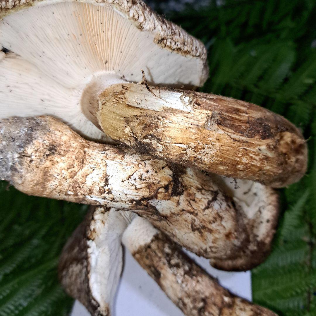 広島県産松茸　349g　虫食いあり