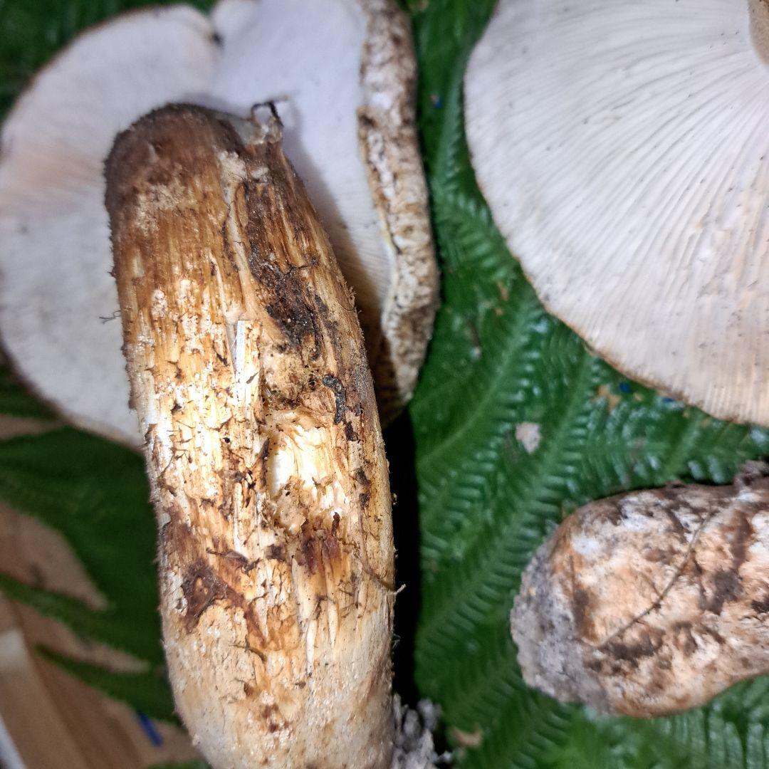 広島県産松茸　349g　虫食いあり