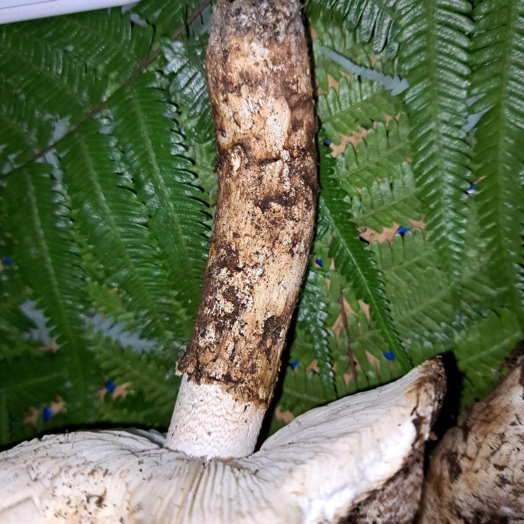 広島県産松茸　349g　虫食いあり