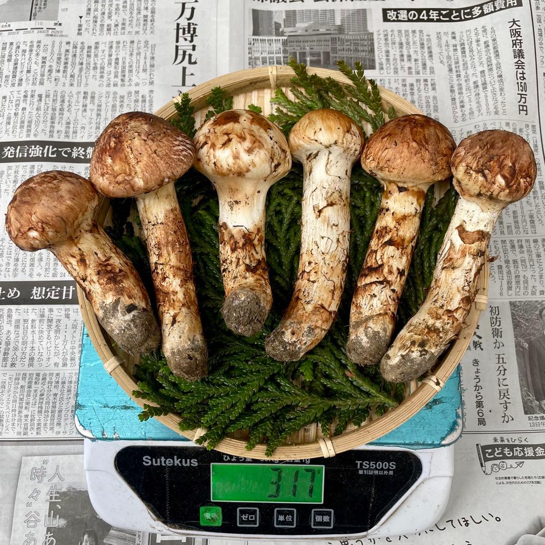 天然きのこ 松茸 国産 良品‼️ マツタケ まつたけ 森の凛さん採取 その130