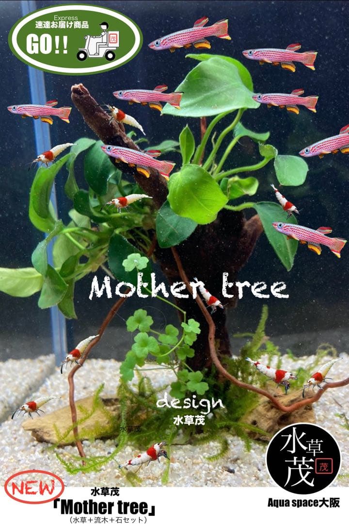 水草 YVB-Y'sVintage Base