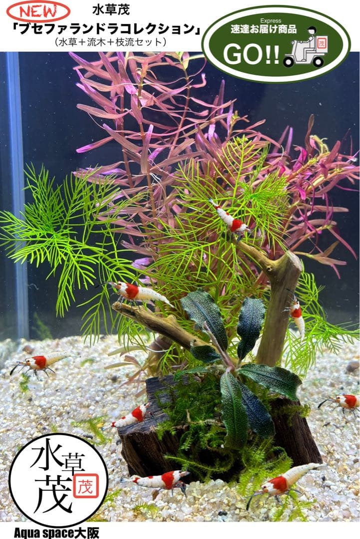 水草 YVB-Y'sVintage Base