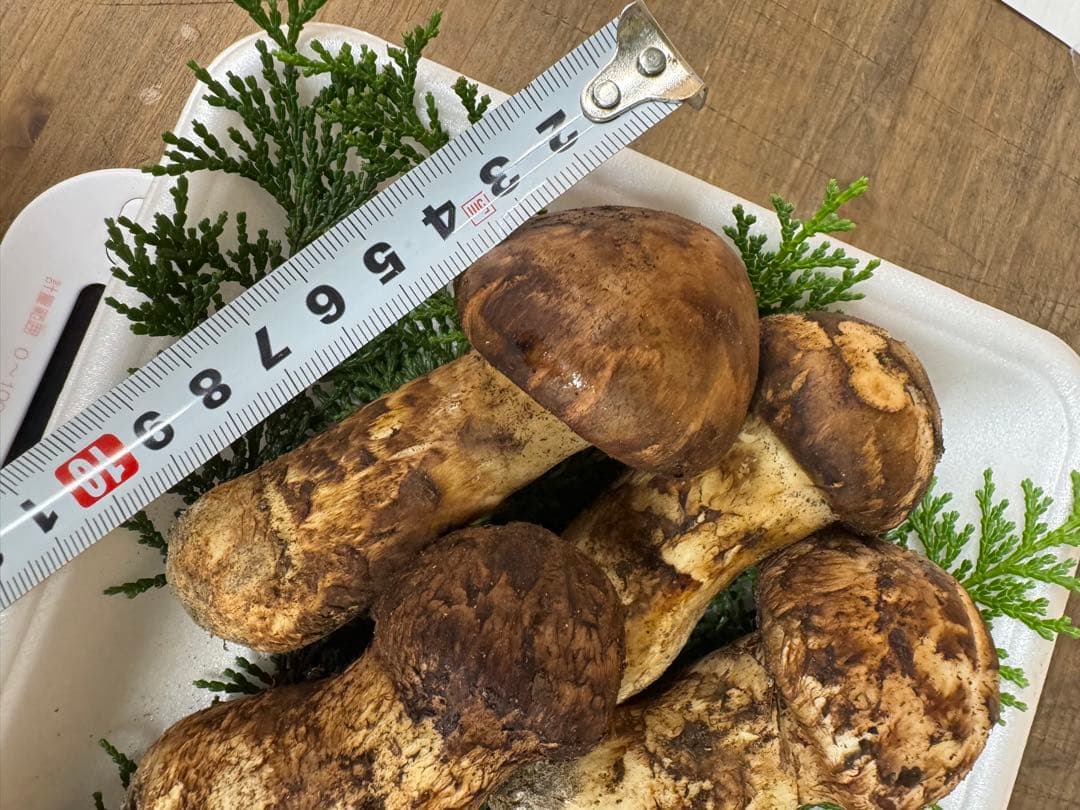 【クール送料込み！！】新鮮 松茸 約229g
