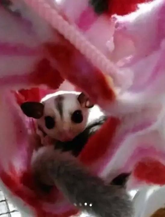 モモンガハウス（ペンギン柄）春・秋仕様     特価❗️❗️