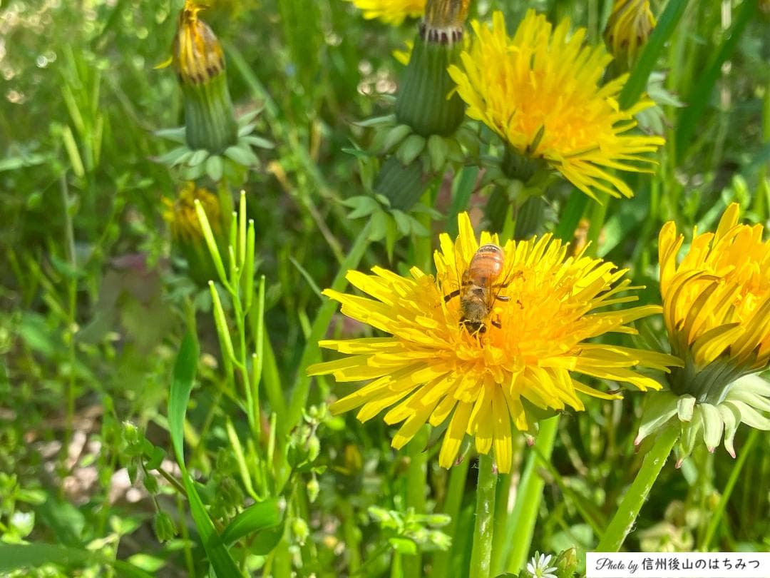 【令7蜜】百花蜜 1000g 2本 長野県産 国産蜂蜜 生はちみつ 西洋蜜蜂