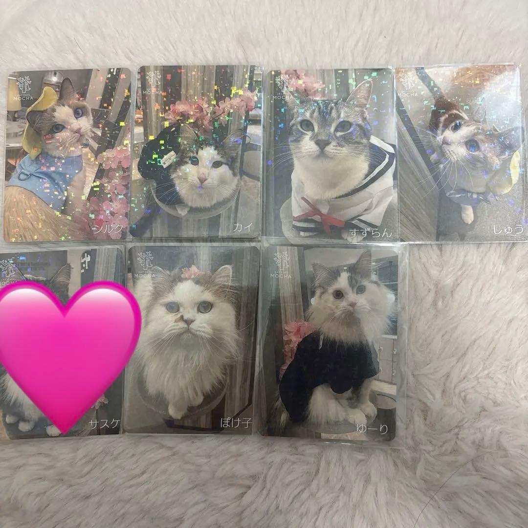 【猫カフェMOCHA 】イオンモール高崎店 2025年 春 Spring トレカ