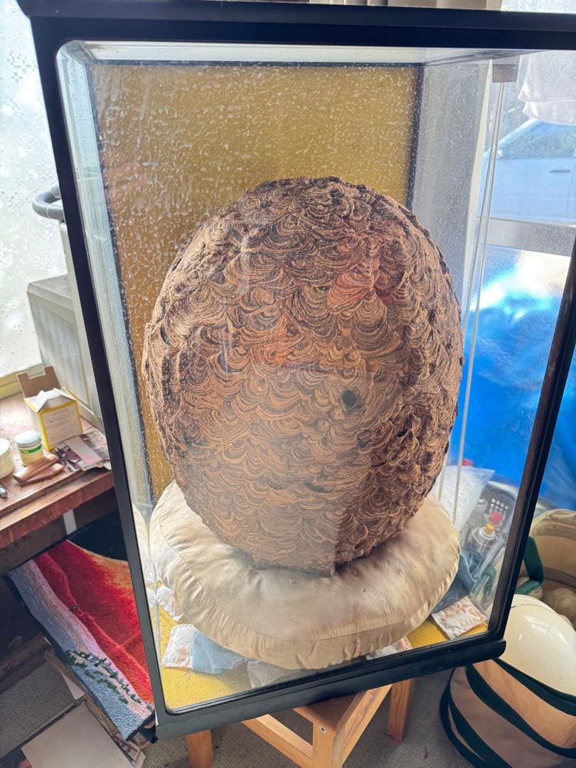 【希少性◎】30年以上前のオオスズメバチの巣標本 ガラスケース入り