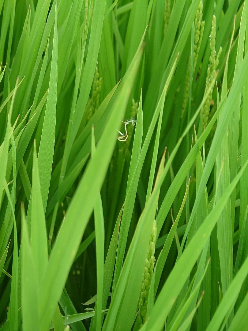 農家直販 玄米 20kg 埼玉県産米 令和6年度産