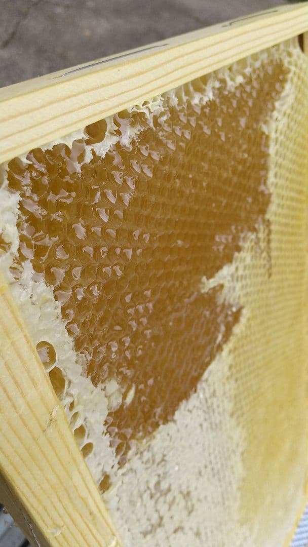 【養蜂家直送】 はちみつ 2kg 国産 天然 純粋 生蜂蜜 7月新蜜 夏の百花蜜