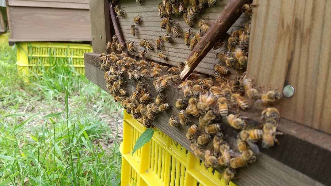 【養蜂家直送】 はちみつ 2kg 国産 天然 純粋 生蜂蜜 7月新蜜 夏の百花蜜