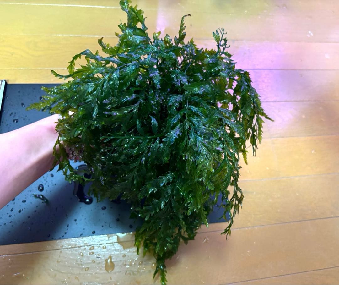 ボルビティス　ヒュディロティ【特大株】C