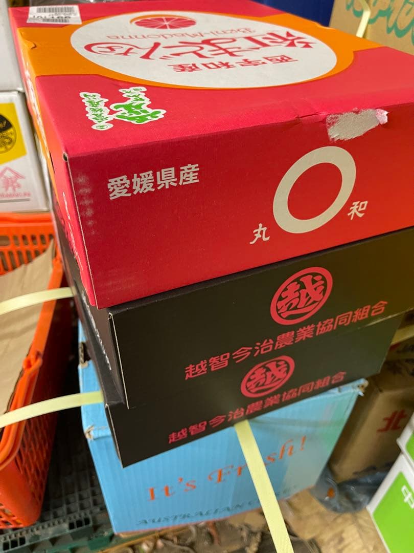 紅まどんな　確認用