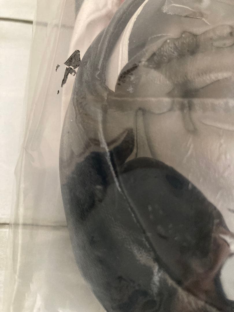 ディズニー　ミラコスタ ダッフィー　コスチューム 宿泊者特典　限定品