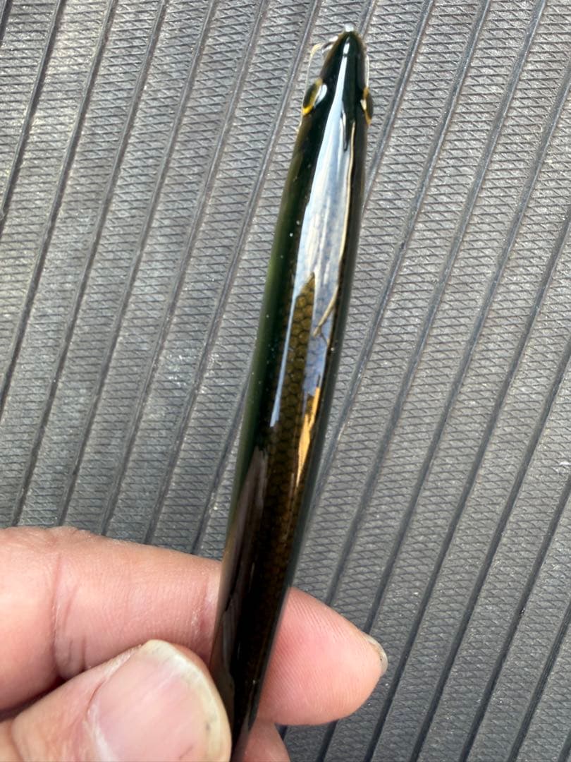 猛闘犬丸 ミノー 9F 超貴重品　値下げ中！