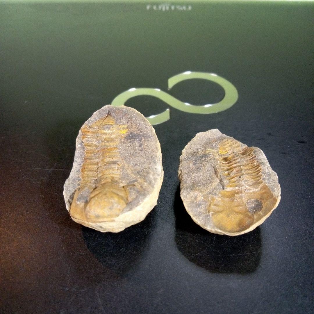 三葉虫　化石　fossil　海　ボリビア産　trilobite　ボリビア化石郡①