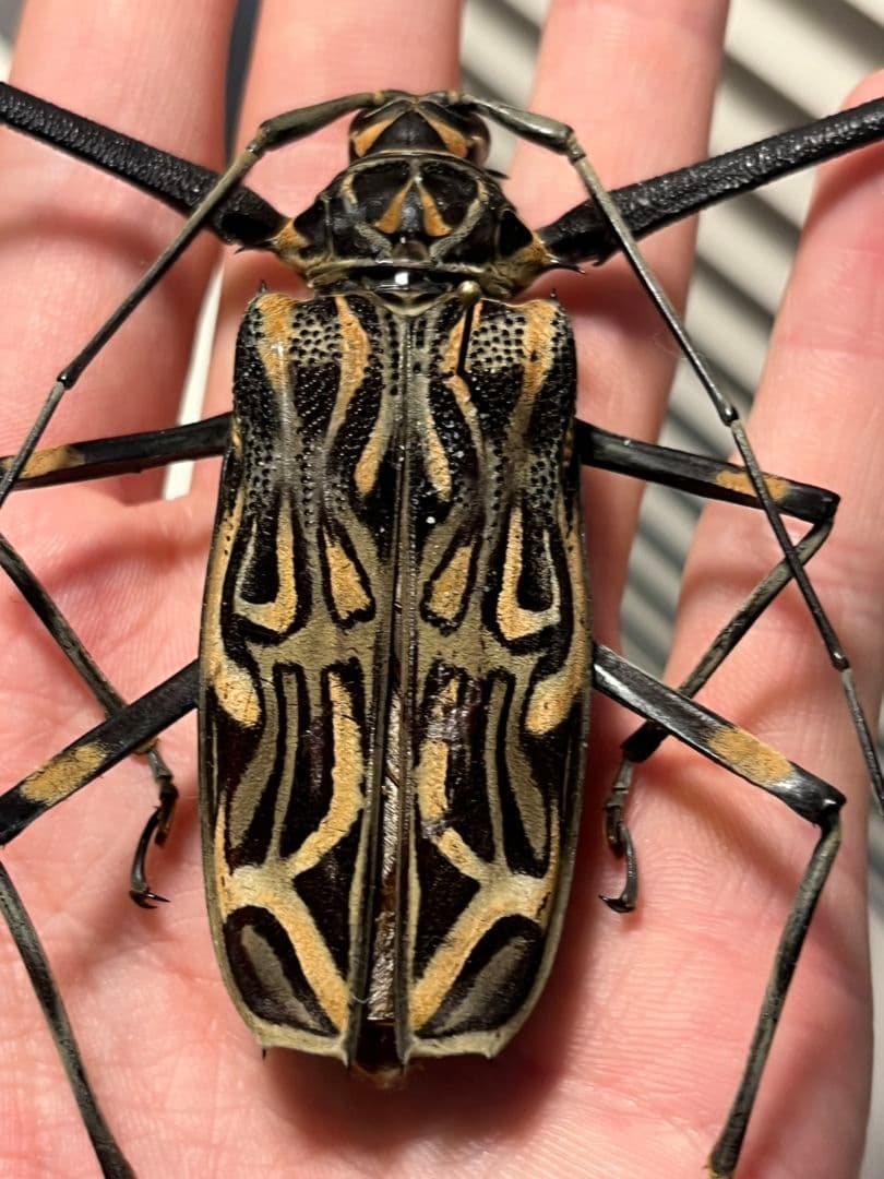 【73mm♂】テナガカミキリ 昆虫標本甲虫ハムシサソリタランチュラ