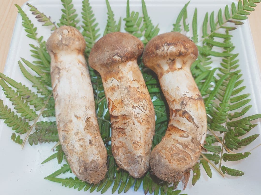 岩手県岩泉産　松茸（天然物）202g⑥