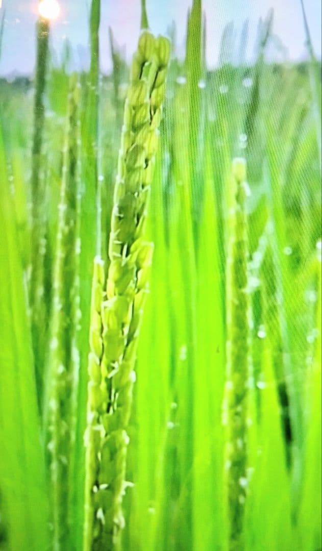 令和7年 自然栽培米 亀の尾20kg玄米