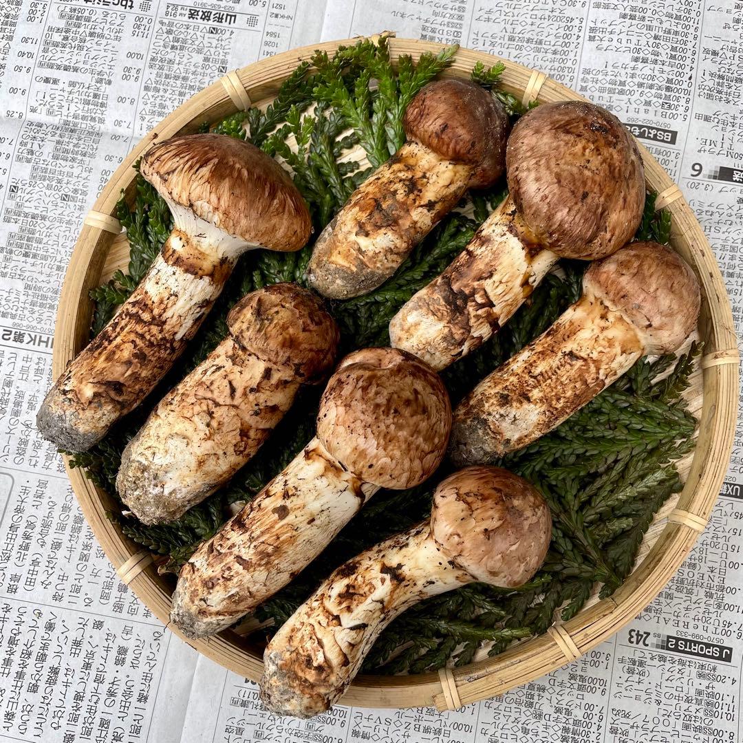 天然きのこ 松茸 国産 極上‼️ マツタケ まつたけ 森の凛さん採取 その180