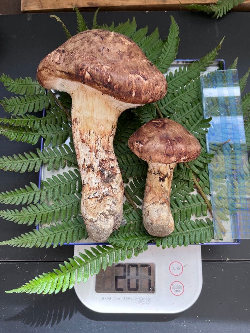 信州上伊那産　松茸② 207g