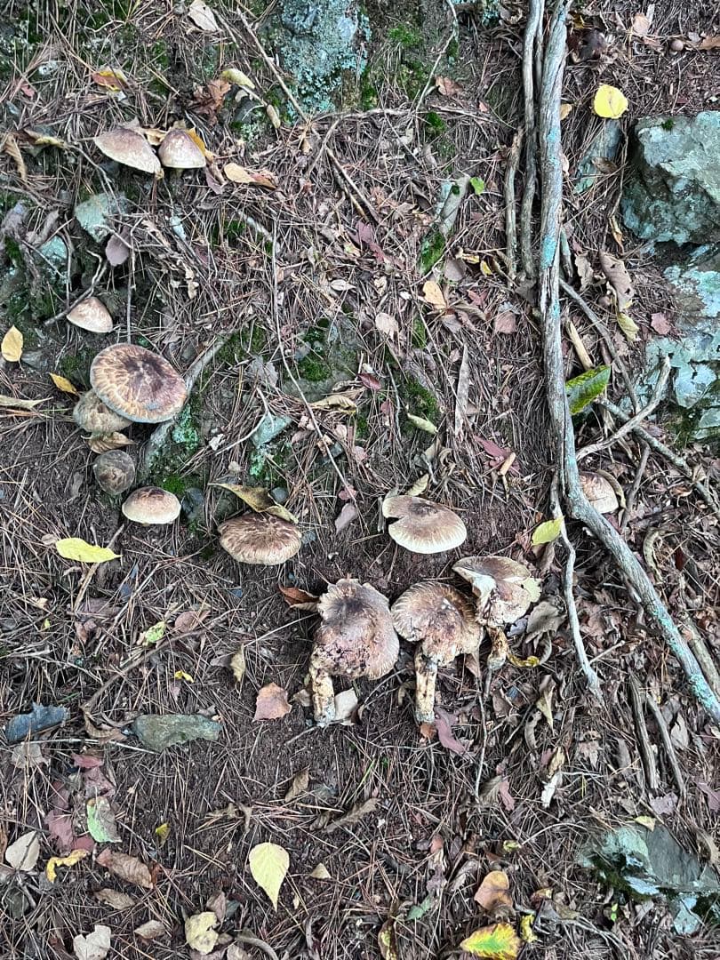 信州上伊那産　松茸② 207g