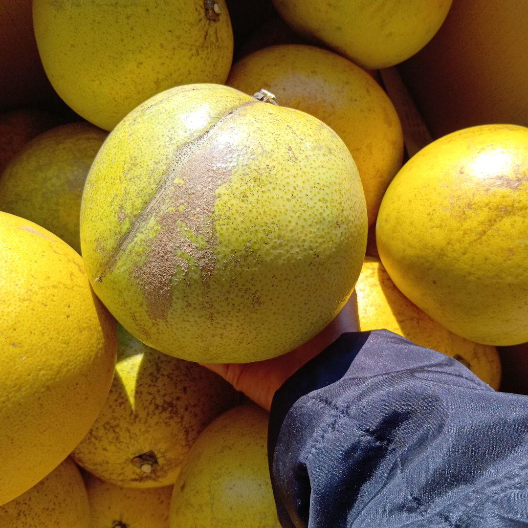 赤系文旦　約25キロ