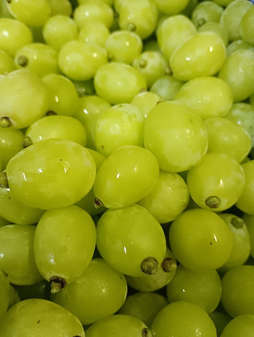 シヤインマスカット大粒グリーン多めの粒３キロパック入り
