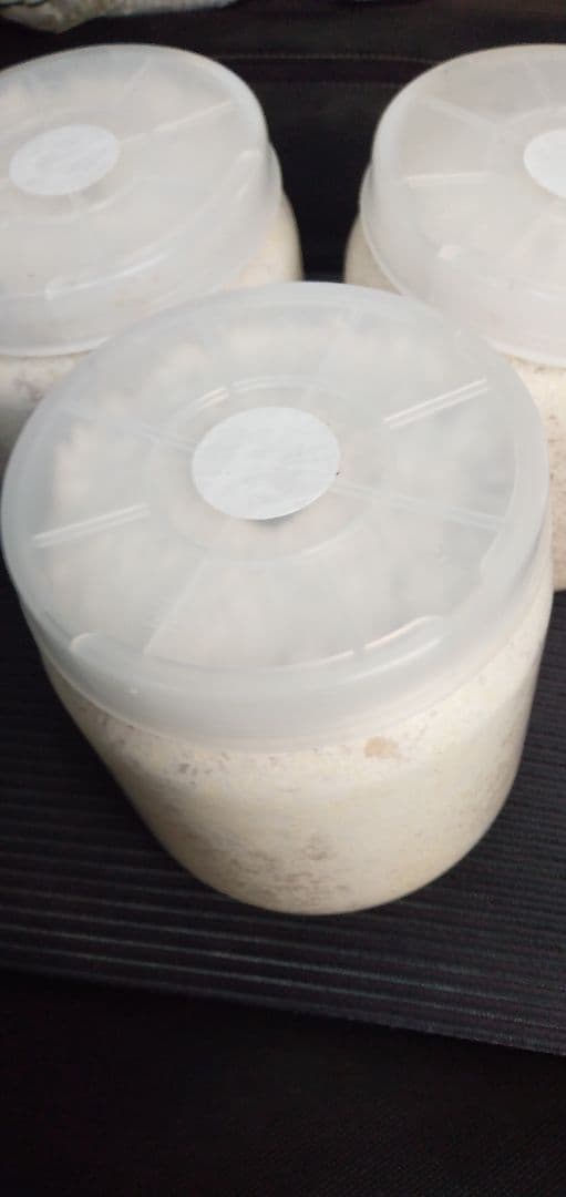 カワラ菌糸瓶 1400 10本セット