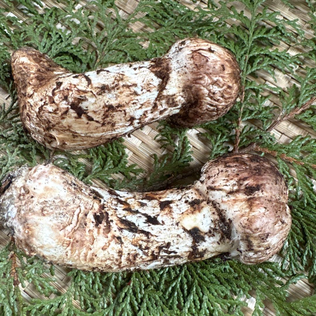 長野県南信州産‼️松茸 中　2本セット 136g 11/11朝採れ