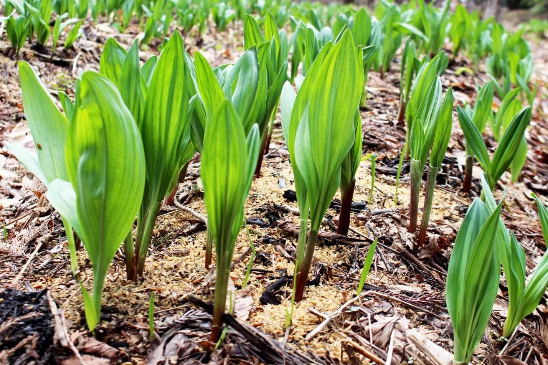 行者ニンニク 7～8年物 太球根苗 100株(球根)