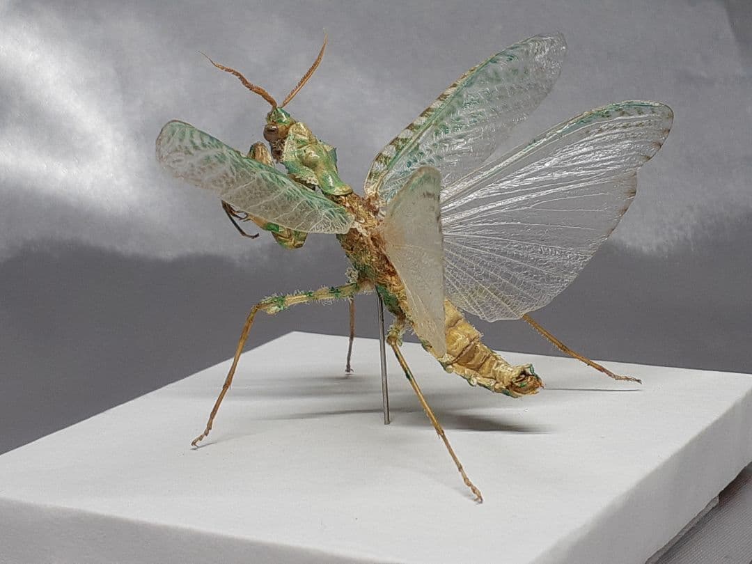 アザミカマキリ雄　立体標本